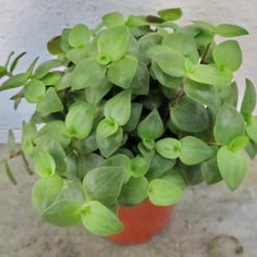 Creeping Basket Plant 4