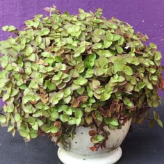 Creeping Basket Plant 2