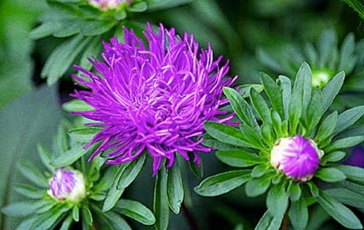 Annual Aster
