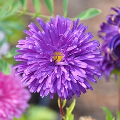 Annual Aster 2
