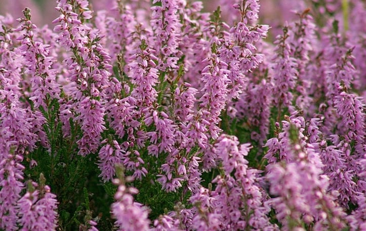 Scotch Heather