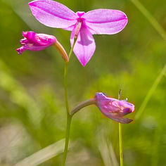 Common Grass-pink 2