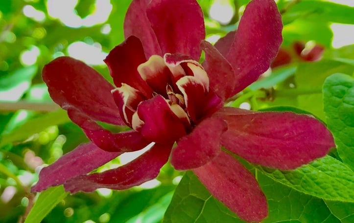 Hartlage Wine Allspice