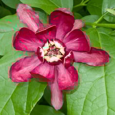 Hartlage Wine Allspice 2