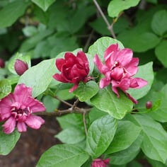 Hartlage Wine Allspice 3