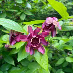 Hartlage Wine Allspice 4