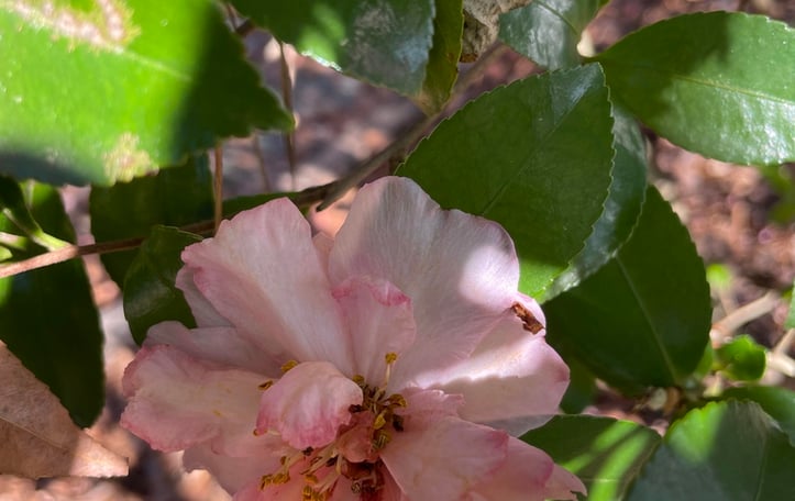 Camellia sasanqua  'Our Linda'