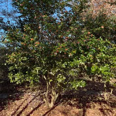 Camellia sasanqua  'Our Linda' 2