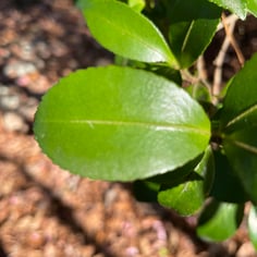 Camellia sasanqua  'Our Linda' 3