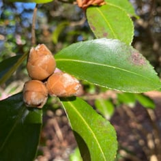 Camellia sasanqua  'Our Linda' 4