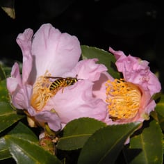 Sasanqua Camellia 3