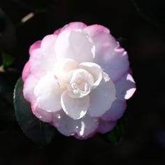 Sasanqua Camellia 4