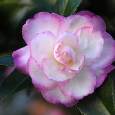 Sasanqua Camellia 2
