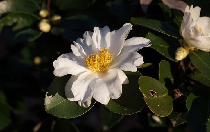 Winter's Hope Camellia