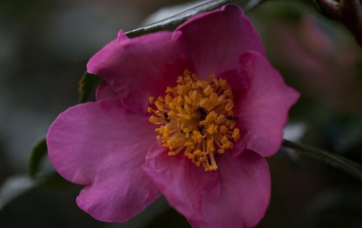 Winter's Star Camellia