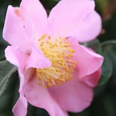 Winter's Star Camellia 3