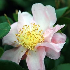 Winter's Star Camellia 2