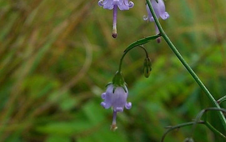 Appalachian Bellflower