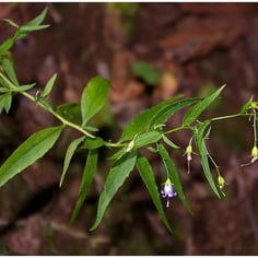 Appalachian Bellflower 2