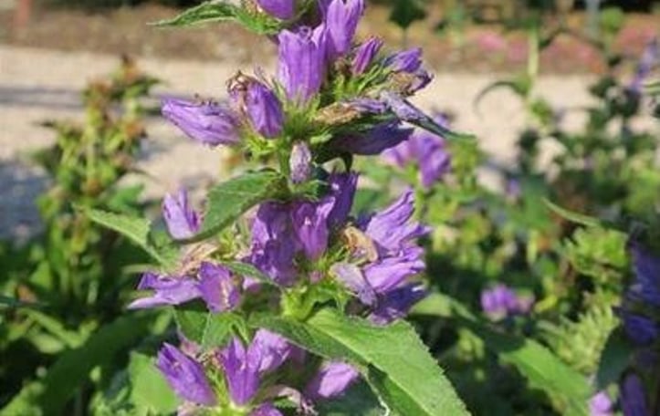 Bellflower
