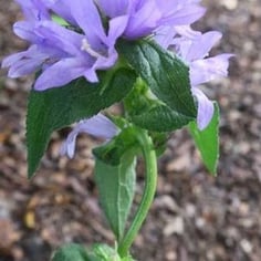 Bellflower 2