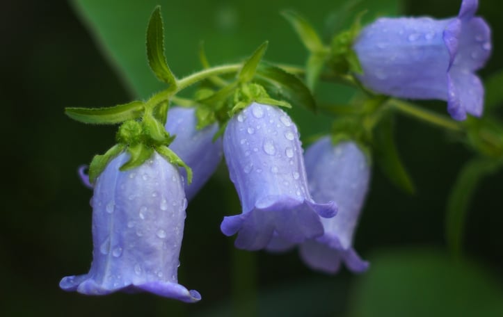 Canterbury Bells