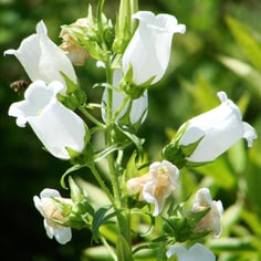 Canterbury Bells 3