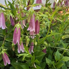Campanula 4