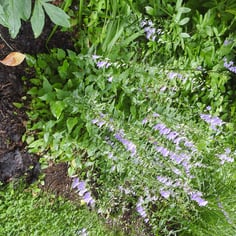 Bats in the Belfry 3