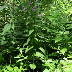 Bats in the Belfry 4