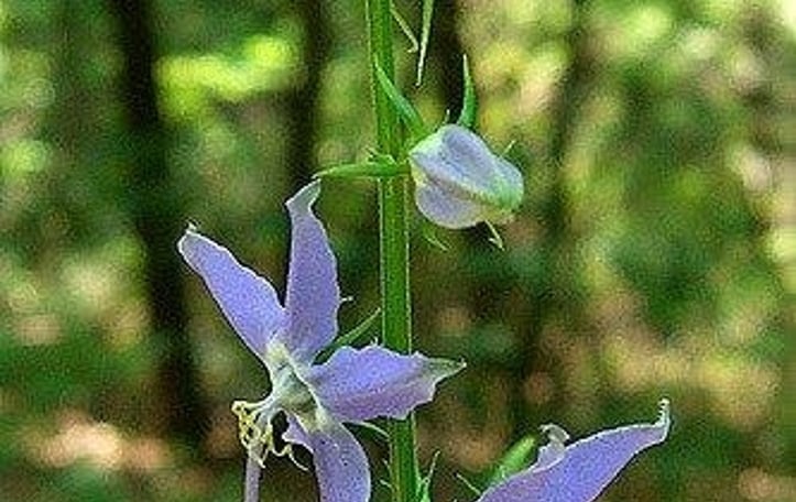 American Bellflower