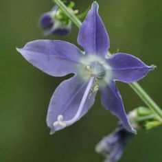 American Bellflower 3
