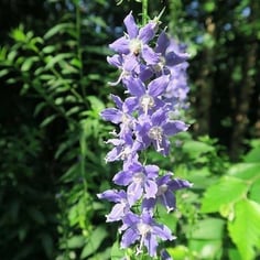 American Bellflower 2