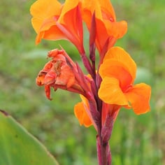 Canna 2