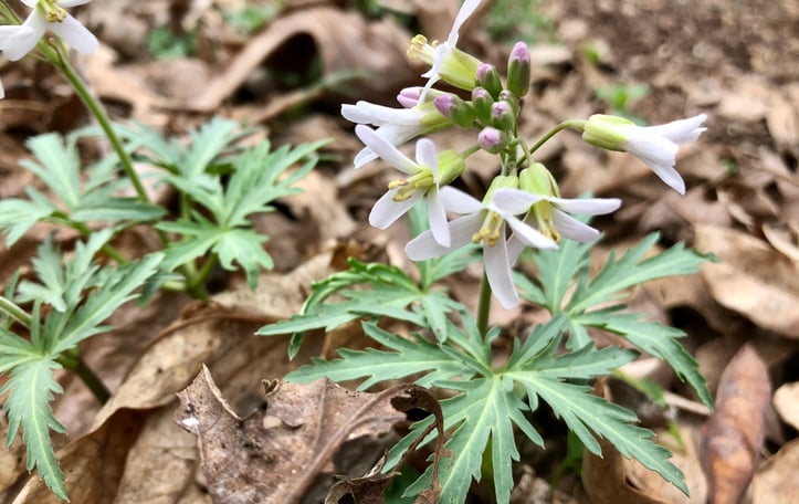 Cut-leafed Toothwort