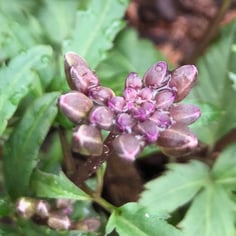 Cut-leafed Toothwort 3