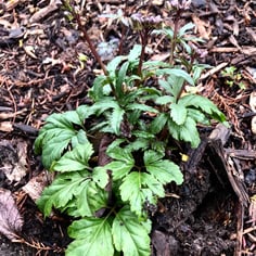 Cut-leafed Toothwort 4