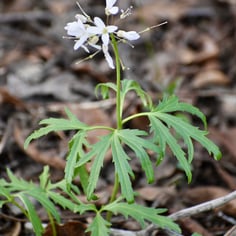 Cut-leafed Toothwort 2