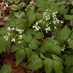 Broad-leaved Toothwort 2