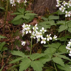 Broad-leaved Toothwort 3