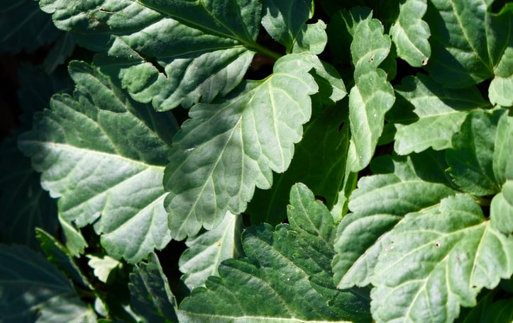 Broad-leaved Toothwort