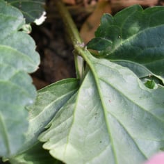 Broad-leaved Toothwort 4