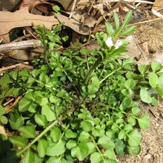 Bittercress 3