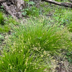 Brome-like Sedge 2