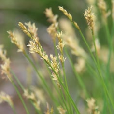 Brome-like Sedge 3