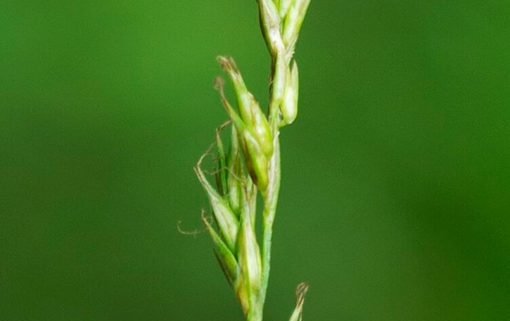 Brome-like Sedge