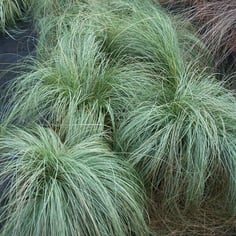 Mop-headed Sedge 2