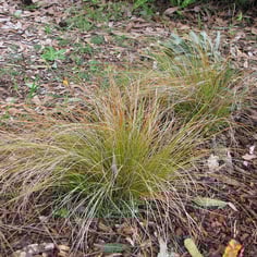 Mop-headed Sedge 4