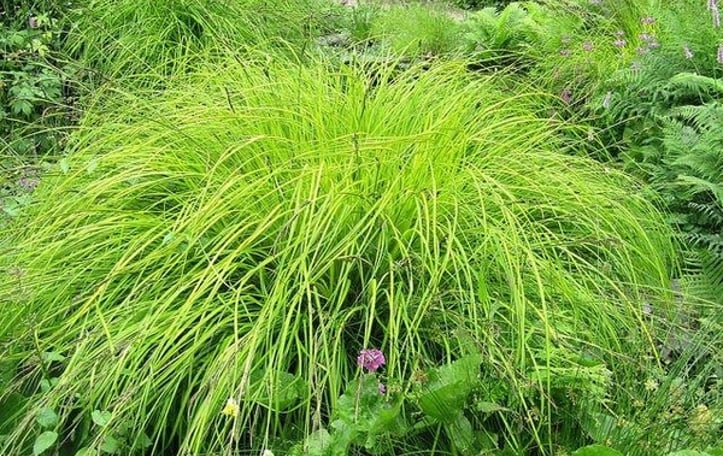 Bowles Golden Sedge