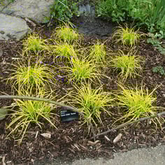 Bowles Golden Sedge 3